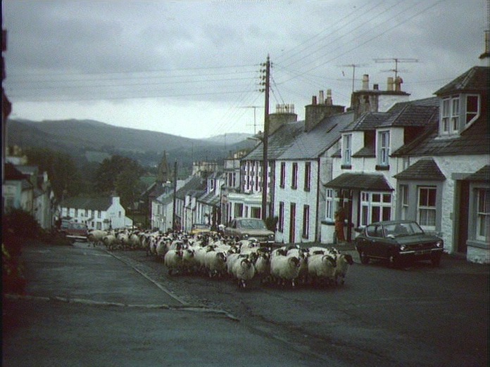 Dalry(Kirk):Sheep in Main St.-1986