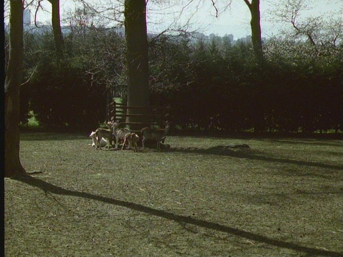 Deer at Camperdown.-1986