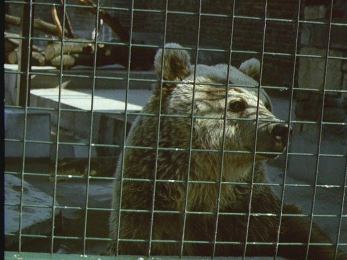 Jeremy the bear at Camperdown-1986