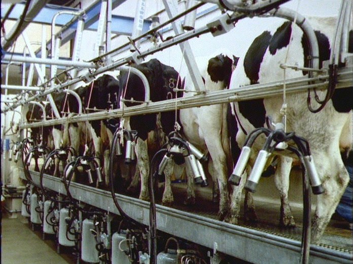 Computerised milking in Dorset-1986