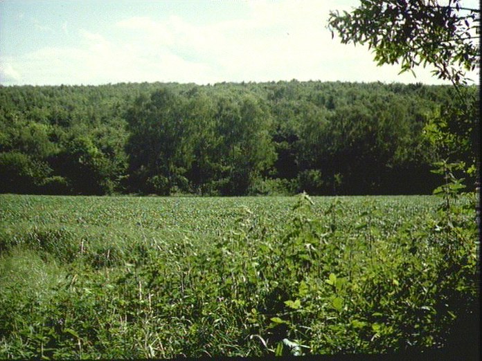 Bentley Wood,Winterslow,Wilts.-1986