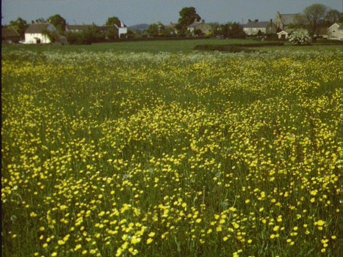 VIEW OF SAWLEY ACROSS FIELDS-1986