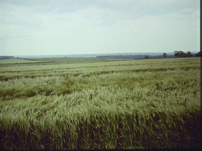 Looking east from South Anston-1986