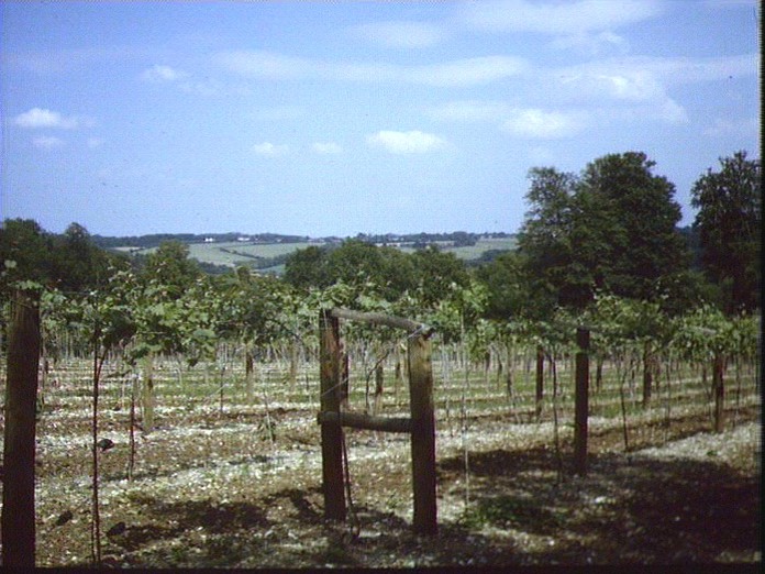 A Chiltern Vineyard-1986