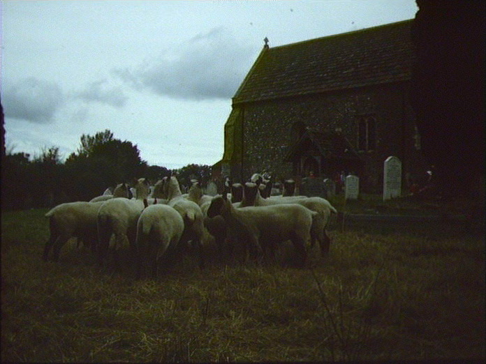 Shipley Churchyard - Sheep-1986