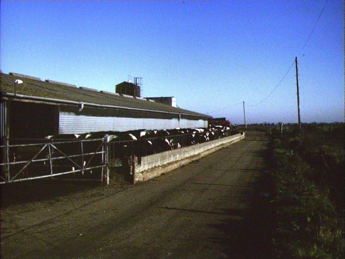 Dairy Herd - chalder Farm