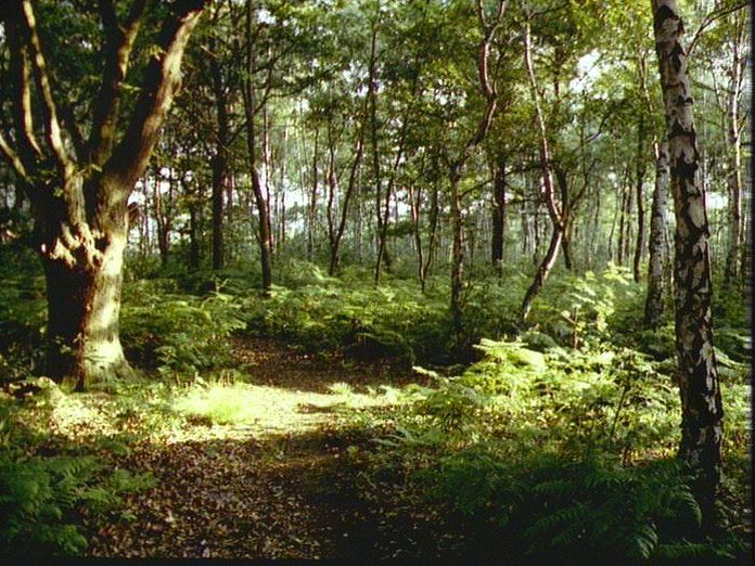 Joydens Wood