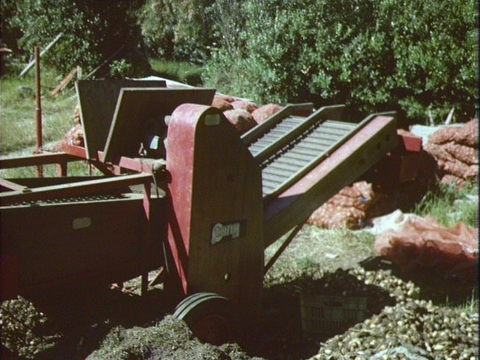 BULB SORTING,ST AGNES,SCILLY